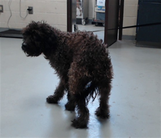 Shelter Stray Female Dog last seen Near BLOCK SKIBO RD, FAYETTEVILLE NC 28303, 4704 Corporation Dr, Fayetteville, NC 28306, USA
