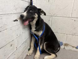 Shelter Stray Female Dog last seen WATERMAN AND HOSPITALITY, 333 Chandler Pl, San Bernardino, CA 92408, USA