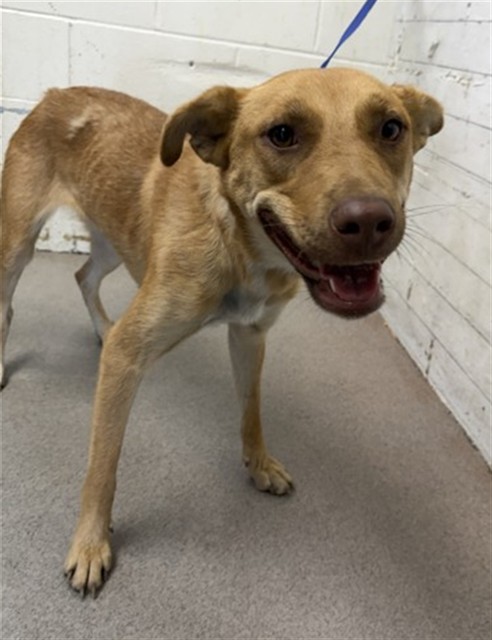 Shelter Stray Female Dog last seen COOLEY CTX VICTORIA CT, 333 Chandler Pl, San Bernardino, CA 92408, USA