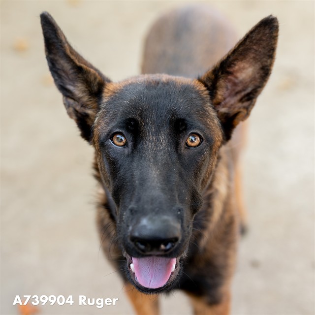 Shelter Stray Male Dog last seen RAY ST & SILICA AVE, 2127 Front St, Sacramento, CA 95818, USA