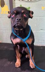 Shelter Stray Male Dog last seen JIBBOOM ST & RICHARDS BLVD, 2127 Front St, Sacramento, CA 95818, USA