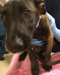 Shelter Stray Male Dog last seen Near BLOCK MACK ST, PERRIS, CA, 6851 Van Buren Boulevard, Jurupa Valley, CA 92509, USA