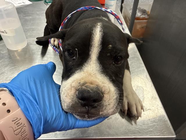 Shelter Stray Male Dog last seen INDIO BLVD, INDIO, 72050 Pet Land Pl, Thousand Palms, CA 92276, USA