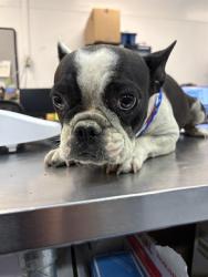 Shelter Stray Female Dog last seen INDIO BLVD, INDIO, 72050 Pet Land Pl, Thousand Palms, CA 92276, USA