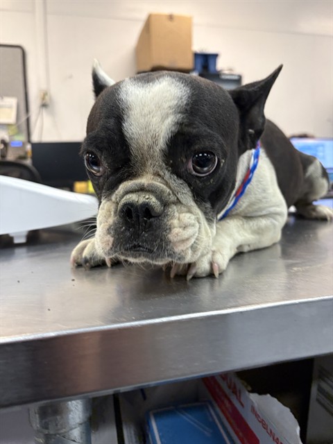 Shelter Stray Female Dog last seen INDIO BLVD, INDIO, 72050 Pet Land Pl, Thousand Palms, CA 92276, USA