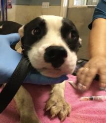 Shelter Stray Female Dog last seen Near BLOCK MOUNTAIN AVE, PERRIS, CA, 6851 Van Buren Boulevard, Jurupa Valley, CA 92509, USA