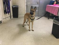 Shelter Stray Female Dog last seen LIMONITE AVE/ FELSPAR ST, 6851 Van Buren Boulevard, Jurupa Valley, CA 92509, USA