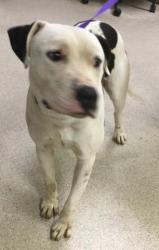 Shelter Stray Male Dog last seen Near BLOCK PINE CREST ST, JURUPA VALLEY, CA, 6851 Van Buren Boulevard, Jurupa Valley, CA 92509, USA