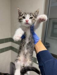 Shelter Stray Male Cat last seen , 14409 Vanowen St, Van Nuys, CA 91405, USA