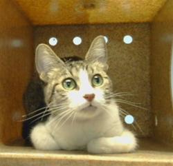 Shelter Stray Female Cat last seen , 216 W Victoria St, Gardena, CA 90248, USA