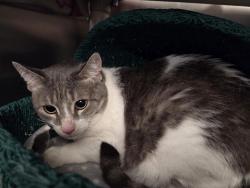 Shelter Stray Female Cat last seen JAMBOREE/ALTON PKWY, 6443 Oak Canyon, Irvine, CA 92618, USA