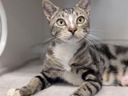 Shelter Stray Female Cat last seen , 600 Aviation Dr, Camarillo, CA 93010, USA