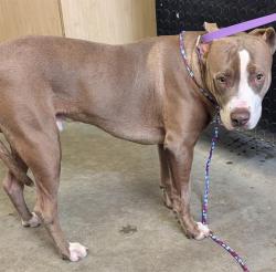 Shelter Stray Male Dog last seen , 600 Aviation Dr, Camarillo, CA 93010, USA