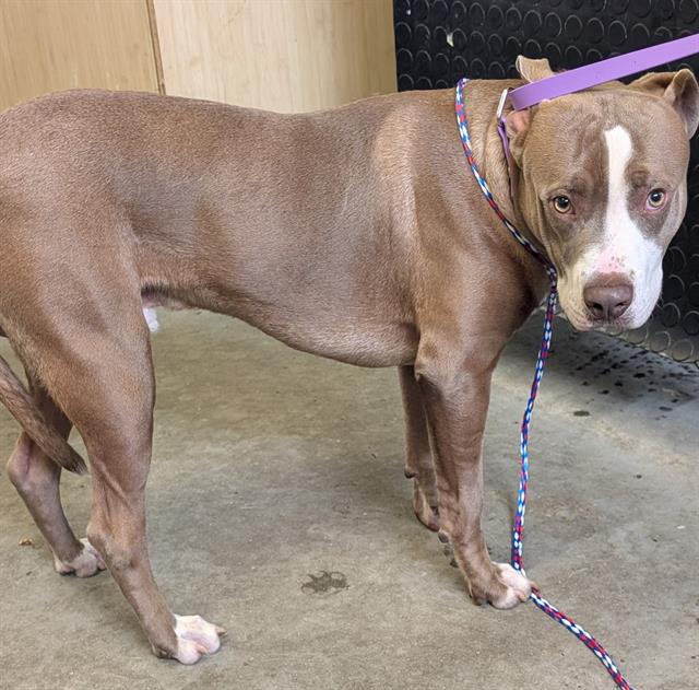 Shelter Stray Male Dog last seen , 600 Aviation Dr, Camarillo, CA 93010, USA