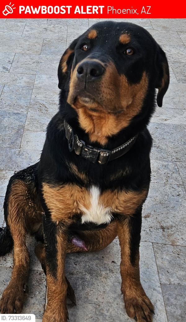 Lost Male Dog last seen 47th Ave and Country Gables Dr, Phoenix, AZ 85306