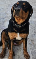 Lost Male Dog last seen 47th Ave and Country Gables Dr, Phoenix, AZ 85306