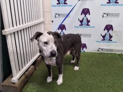 Shelter Stray Male Dog last seen , 2769 Conroy Rd, Orlando, FL 32839, USA