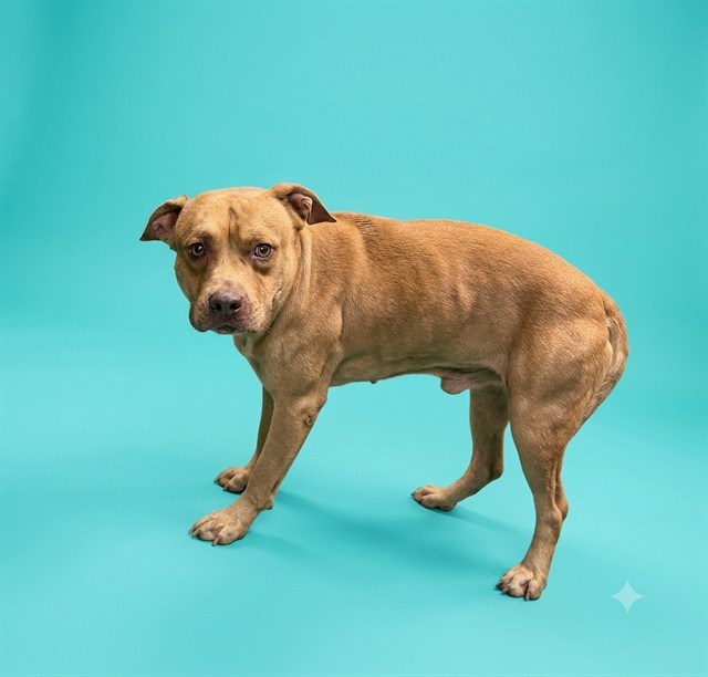 Shelter Stray Male Dog last seen W 17TH ST, 2020 Forest St, Jacksonville, FL 32204, USA