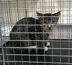 Shelter Stray Unknown Cat last seen , 232 Eslinger Way, Sanford, FL 32773, USA