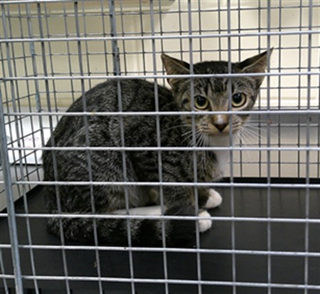 Shelter Stray Unknown Cat last seen , 232 Eslinger Way, Sanford, FL 32773, USA