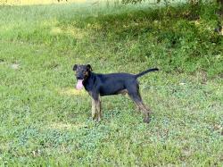 Found/Stray Male Dog last seen Forest hill Irene and east Holmes road, Collierville, TN 38125
