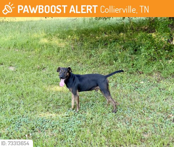 Found/Stray Male Dog last seen Forest hill Irene and east Holmes road, Collierville, TN 38125