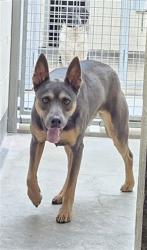 Shelter Stray Female Dog last seen , 3201 Lacy St, Los Angeles, CA 90031, USA
