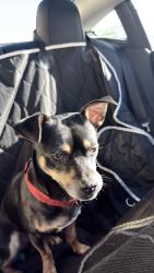 Reunited Male Dog last seen North Miami, North Miami, FL 33161