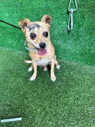 Shelter Stray Male Dog last seen , 5210 W Ave I, Lancaster, CA 93536, USA