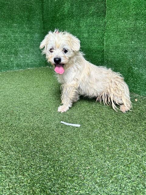 Shelter Stray Male Dog last seen , 5210 W Ave I, Lancaster, CA 93536, USA