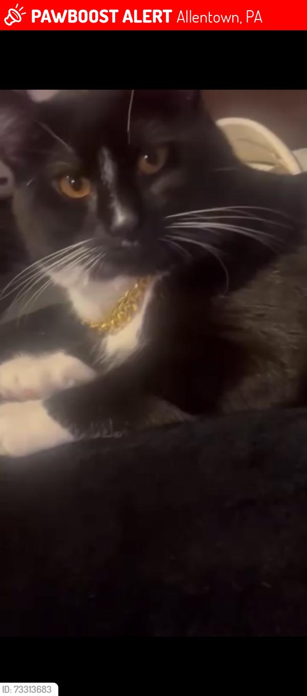 Lost Male Cat last seen Near chew st Allentown pa, Allentown, PA 18104