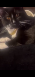 Lost Male Cat last seen Near chew st Allentown pa, Allentown, PA 18104