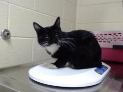 Shelter Stray Male Cat last seen Near BLOCK S RARITAN ST, DENVER CO 80223, 1241 W Bayaud Ave, Denver, CO 80223, USA
