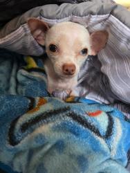 Reunited Male Dog last seen Londonderry, Edmonton, AB 