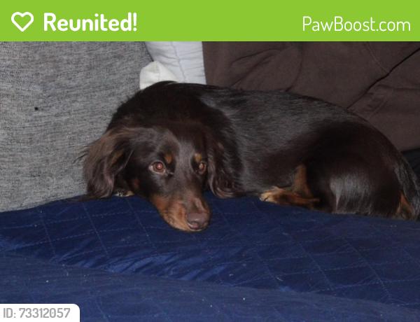 Reunited Male Dog last seen Naval Base National city, National City, CA 91950
