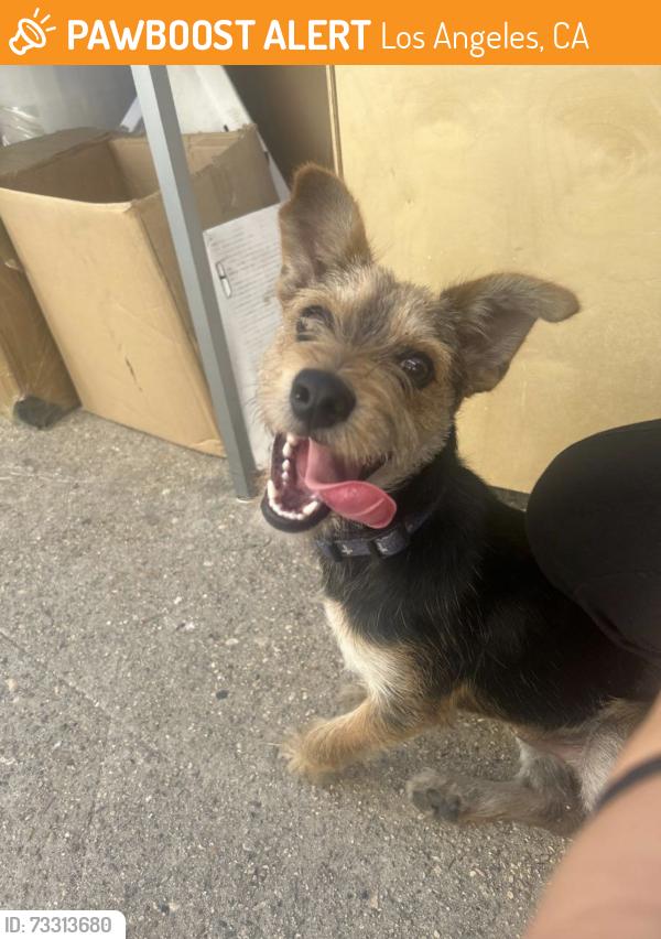 Found/Stray Male Dog last seen 11th street, Los Angeles, CA 90023