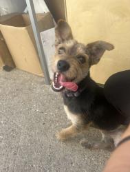 Found/Stray Male Dog last seen 11th street, Los Angeles, CA 90023