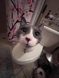 Reunited Female Cat last seen Cypress lakes est drive, East Lake, FL 34688