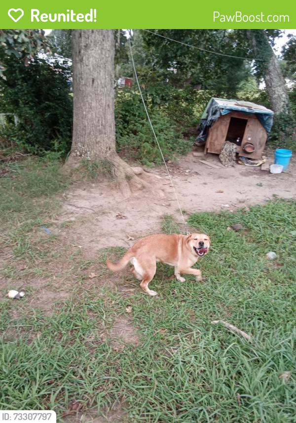 Reunited Female Dog last seen I'm between Chase High School and Chase Middle School, Forest City, NC 28043
