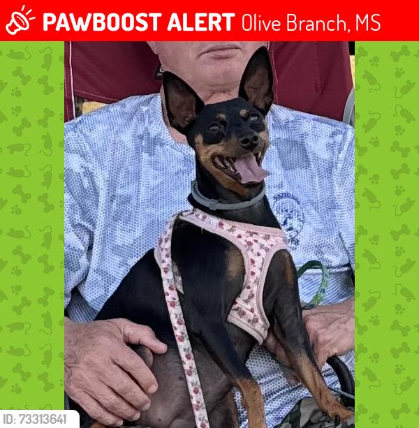 Lost Female Dog last seen South Bend Lane, Olive Branch, MS 38654