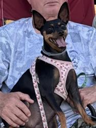 Lost Female Dog last seen South Bend Lane, Olive Branch, MS 38654