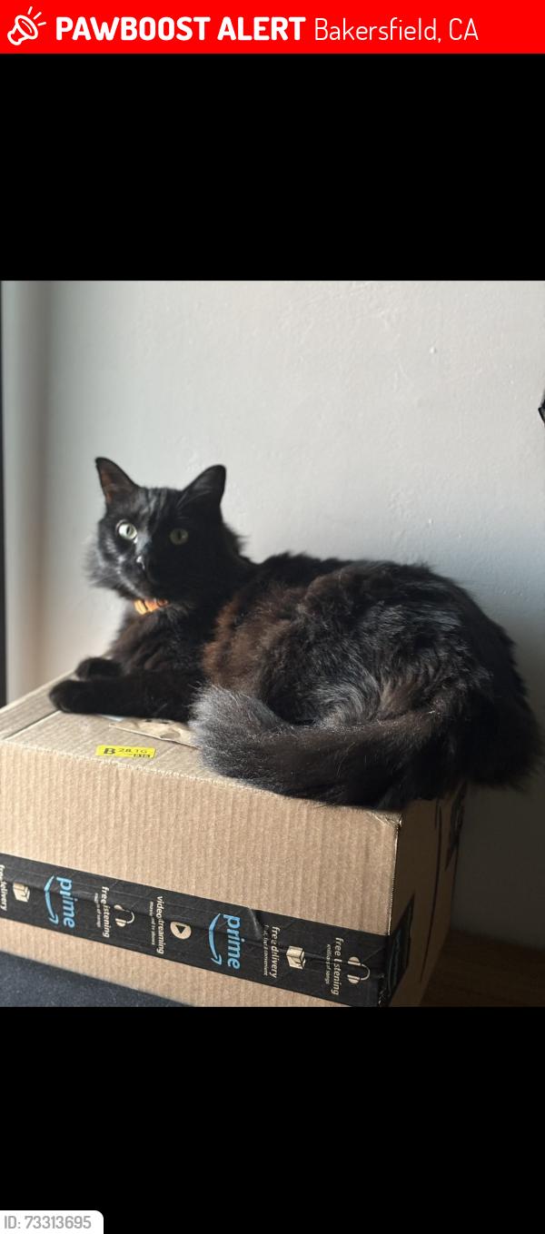Lost Male Cat last seen FAIRFAX/PANORAMA, Bakersfield, CA 93306