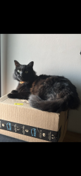 Lost Male Cat last seen FAIRFAX/PANORAMA, Bakersfield, CA 93306