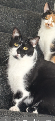 Lost Male Cat last seen Nisa wrensfield, Stockton-on-Tees, England TS19 0AX