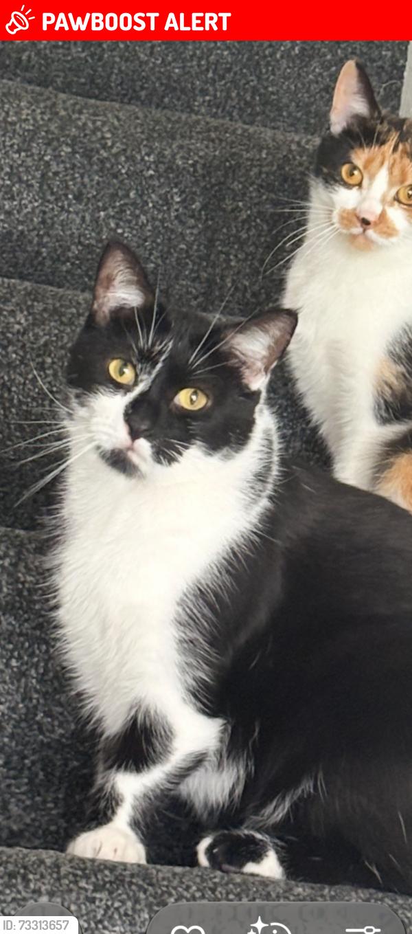 Lost Male Cat last seen Nisa wrensfield, Stockton-on-Tees, England TS19 0AX