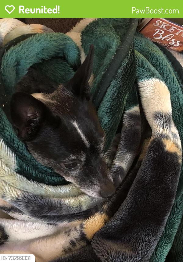 Reunited Male Dog last seen Lark Ellen/Cypress, Covina, CA 91722