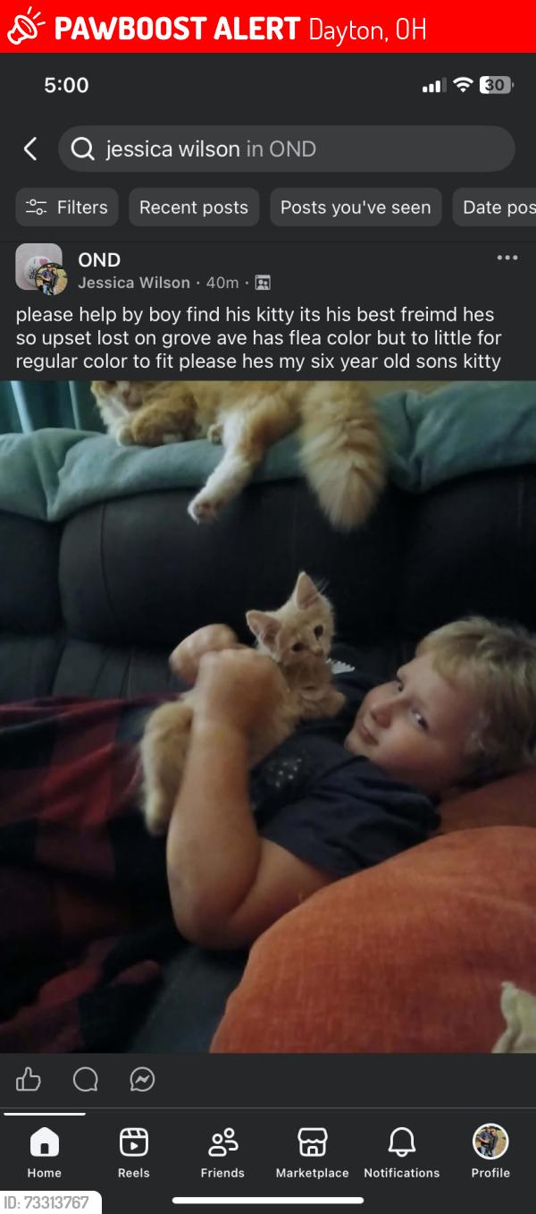 Lost Male Cat last seen leonard st, Dayton, OH 45404