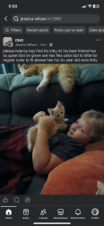 Lost Male Cat last seen leonard st, Dayton, OH 45404