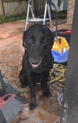 Reunited Unknown Dog last seen Near SW 56th St, Miami, FL 33185, USA, Miami, FL 33185