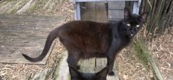 Lost Male Cat last seen North Grade Elementary, Lake Worth Beach, FL 33460